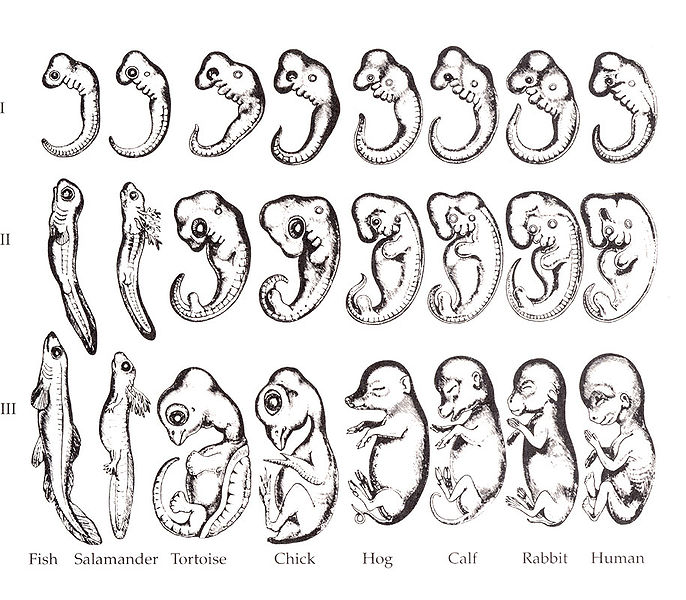 Embryo Drawings by Haekel in 1866 Illustrate the Similarities Between Species.
